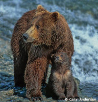 Alaska Bear and Cub