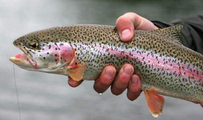 Kenia trout fishing