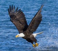 Bald Eagle on the Kenai Peninsula