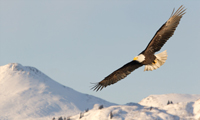 Alaskan Eagle