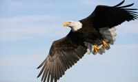 Alaska Bald Eagles on Alaska's Homer Spit