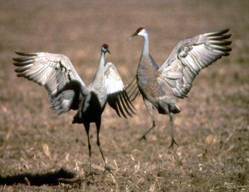 Two cranes with wings open on the ground in the brown grass