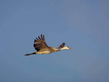 Sandhill Crane - Fairbanks, Alaska - crane in flight with blue sky background Sandhill Crane - Fairbanks, Alaska