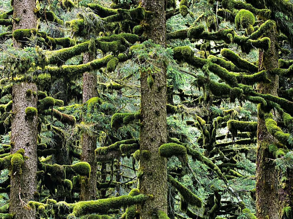 Moss covering all the branches of the trees in an evergreen forest