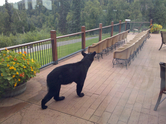Black Bear at Mt. McKinley Princess Wilderness Lodge, Alaska Alaskan Black Bear at Mt. McKinley Princess Wilderness Lodge, photo by Stephen Stone