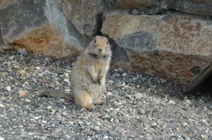 Arctic Ground Squirrel Arctic Ground Squirrel