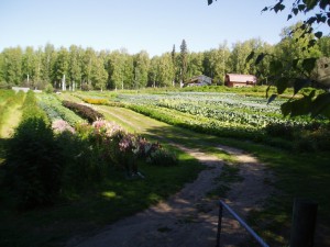 Fairbanks Alaska Farm, Basically Basil