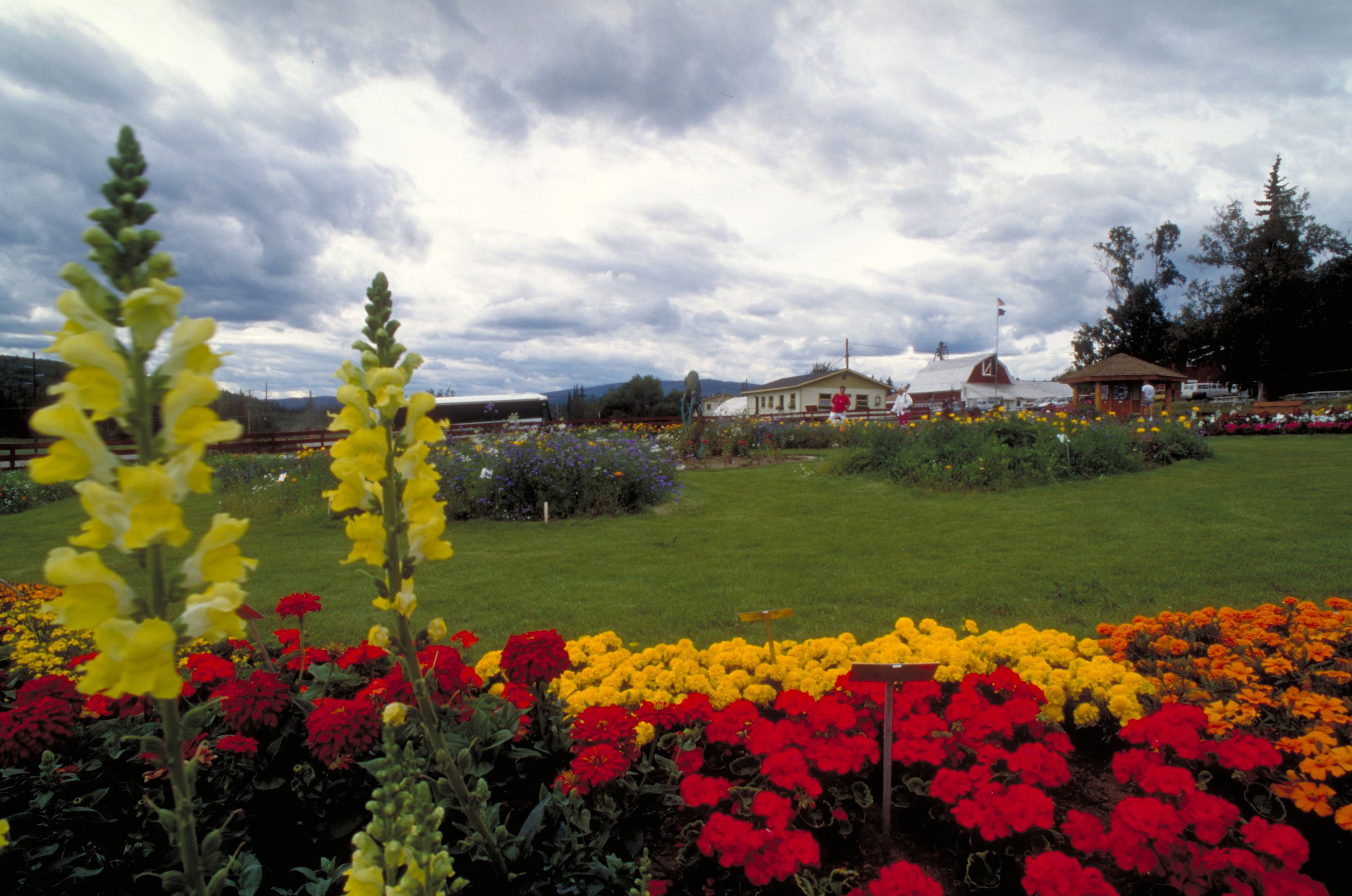 Georgeson Botanical Garden - Fairbanks, Alaska - yellow red and orange flowers in the foreground and a green lawn behind Georgeson Botanical Garden - Fairbanks, Alaska