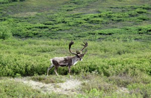 Caribou