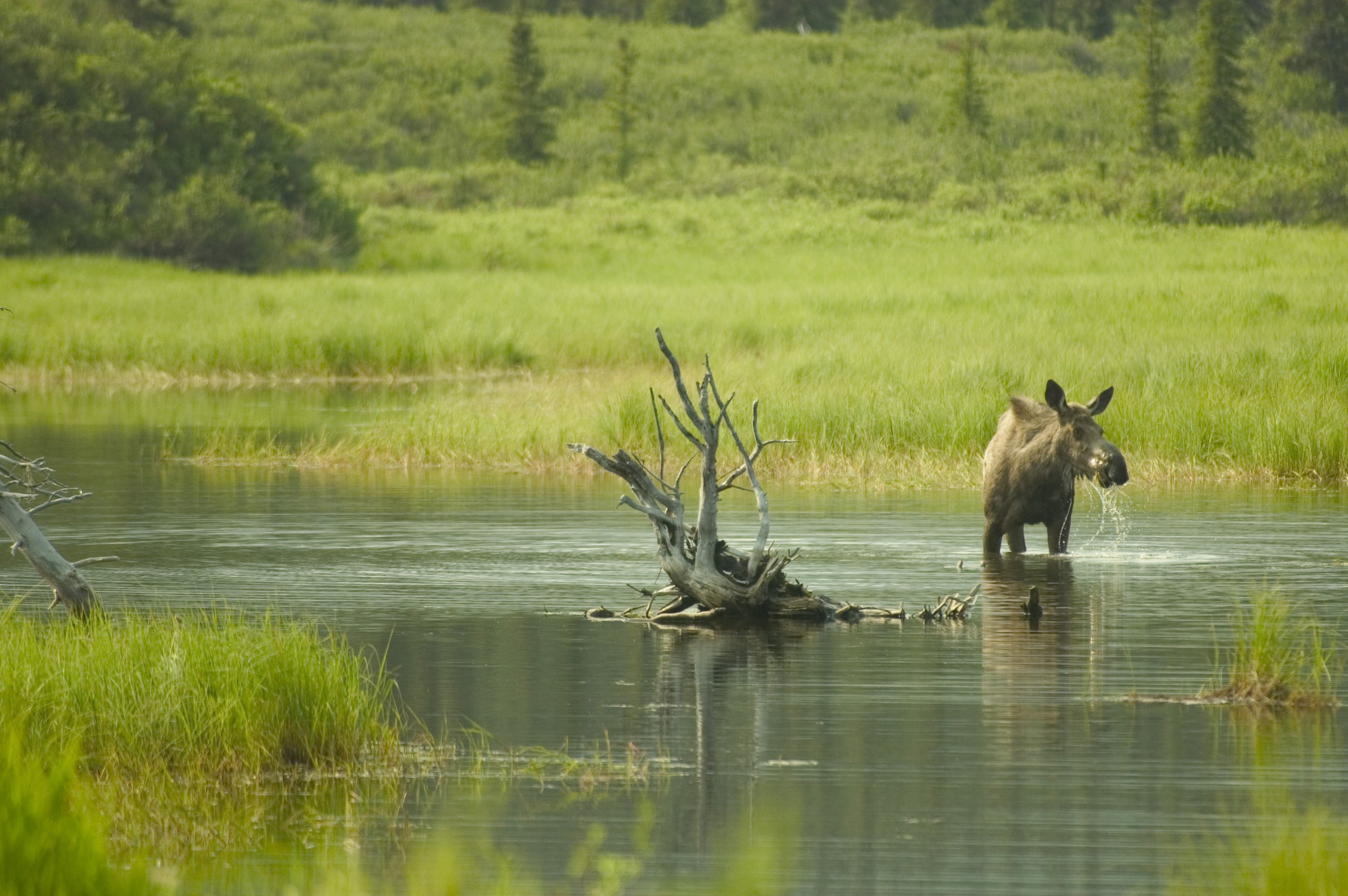 Alaskan Moose Female moose eating in a lake in Alaska, wading above her knees.