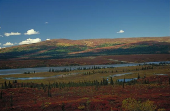 Fall in Alaska. Photo courtesy State of Alaska Tourism / Frank Flavin A colorful schene of a rust, hyellow and green landscape dotted with trees and a river running horizontally across.
