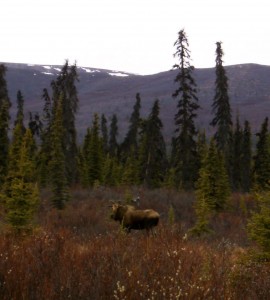 First Moose Moose on gray day in Denali