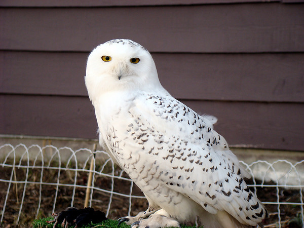 Snowy owl Alaska perched and looking at the camera Snowy owl Alaska