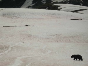 Harding Icefield Bear Harding Icefield Bear