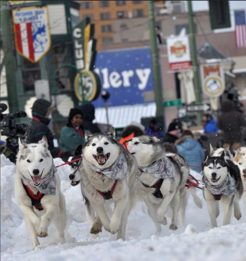 huskies Photo Credit: http://www.adn.com/2010/03/06/1170971/iditarod-ceremonial-start.html#id=1171055&view=large_view