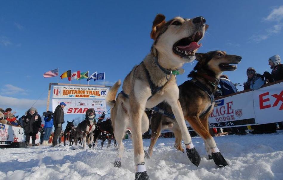 willow start Photo credit: Anchorage Daily News